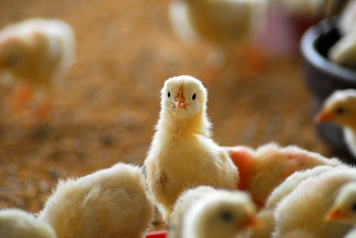Breeder Farming